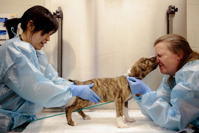 Dr. Eba Kim examines a puppy as veterinary assistant Missi Keska gets a kiss during a medical exam at the Franklin County Dog Shelter & Adoption Center on Wednesday. [Joshua A. Bickel/Dispatch]