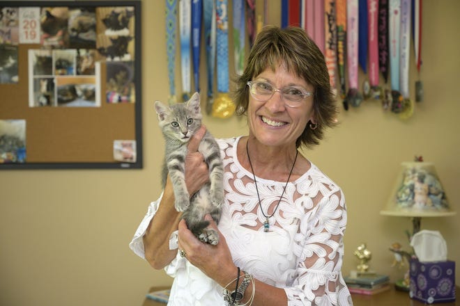 Judy Beda holds one of her foster kittens she is raising for adoption at her home. [Cindy Sharp/Correspondent]
