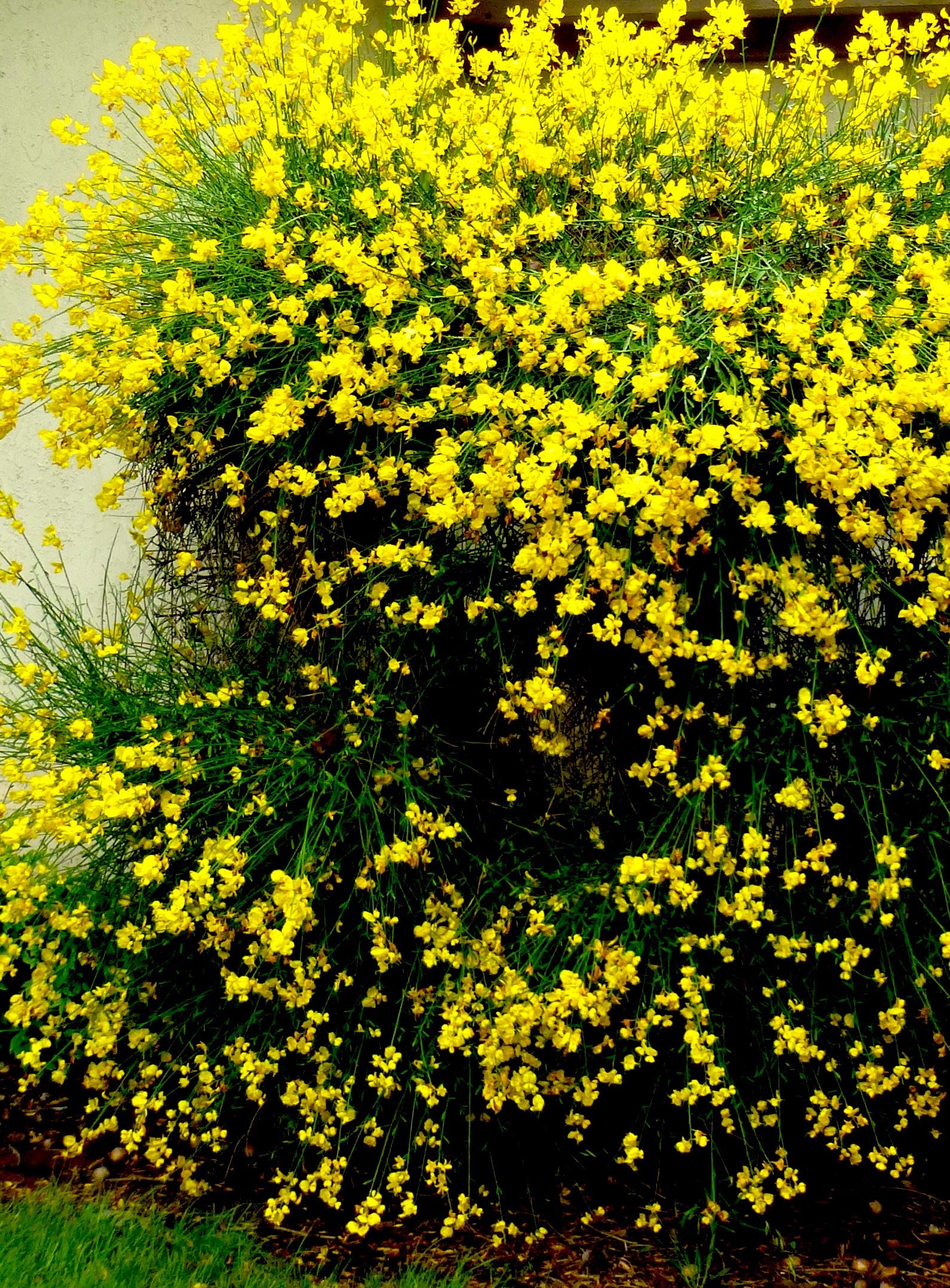 Spanish broom just one of many varieties of brooms