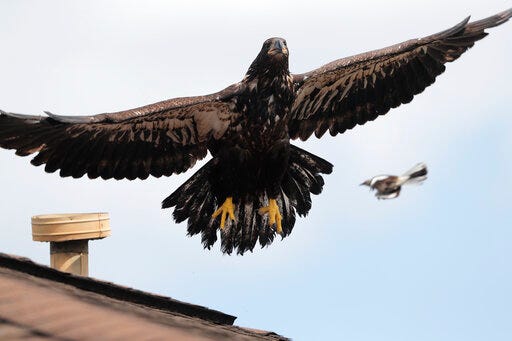 A formerly injured eaglet launches off a roof of a house while a mockingbird harasses it, after it was released in a suburban New Orleans driveway, near its original nest, in Metairie, La., Tuesday, May 28, 2019. A bald eagle hatched this spring in a New Orleans suburb was released Tuesday in the same neighborhood after two weeks in Louisiana State University's Wildlife Hospital. Dozens of neighbors who have watched over the eagle family cheered as the mottled brown bird hopped out of the cage in which it had traveled from Baton Rouge and launched itself into the air. It sat for several minutes on the roof of a house in the shadow of its nest while a pair of mockingbirds dive-bombed it. Then it flew off. The eaglet had been taken to the LSU veterinary school Wildlife Hospital on May 11. It had been found walking in a nearby street, and barely able to fly. (AP Photo/Gerald Herbert)