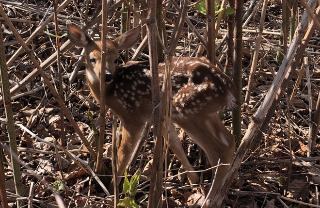 An abandoned fawn is seen on the Nubble island before being rescued on Monday. [Courtesy/Matt Rosenberg]