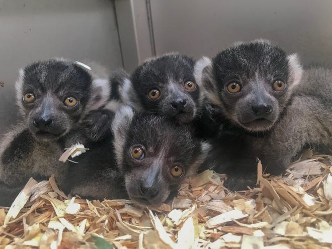 The four black and white ruffed lemurs born recently at the Jacksonville Zoo and Gardens huddle together in their nest box. Native to Madagascar, they are critically endangered in the wild. [Provided by Lynde Nunn for the Jacksonville Zoo and Gardens]