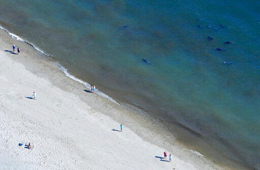 FILE - In this Sept. 16, 2015, file photo, beachgoers keep an eye on the seals swimming at Coast Guard Beach in North Eastham, Mass. A plan to develop an acoustic system to chase away seals in order to prevent shark attacks is the latest front in the debate about how Cape Cod should respond in the wake of last year’s shark attacks. Deep Blue LLC presented the idea for an “invisible fence” to the Barnstable County Commissioners on Wednesday, May 29, 2019, drawing support from some officials and residents but concern from local animal rights groups.(Steve Heaslip/The Cape Cod Times via AP, File)