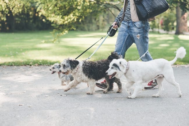 Daily dog walks are a necessary part of a healthy routine for pets and their humans. [LAURENTIU NICA/FOR DREAMSTIME.COM]