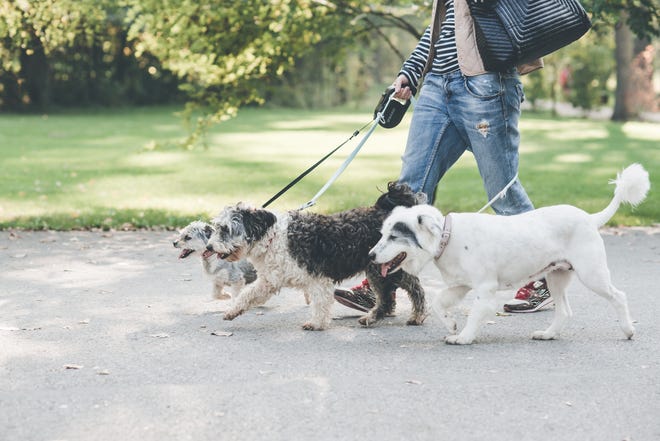 A DOG'S LIFE: Daily dog walks are a necessary part of a healthy routine for pets and their humans. [Photo courtesy of Laurentiu Nica for Dreamstime.com]