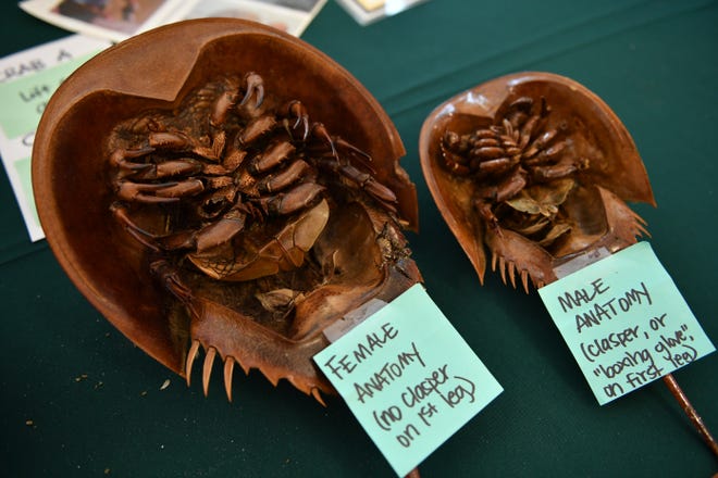 Preserved horseshoe crabs on display at a UF/IFAS Extension Sarasota County training session Wednesday at Historic Spanish Point. Volunteers leanred how to collect scientific information and tag horseshoe crabs for a nationwide mark-recapture study. [Herald-Tribune staff photo / Mike Lang]