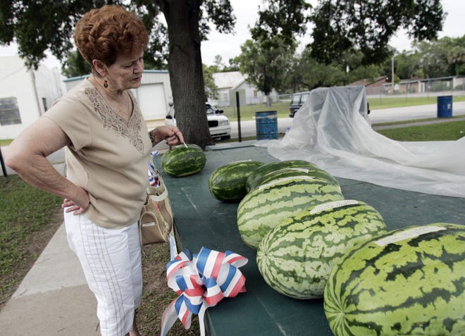A Chiefland resident inspects some of the prize-winning watermelons showcased at the Chiefland Watermelon Festival in June 2005. The 65th annual Chiefland Watermelon Festival is being held on Saturday from 8 a.m. to 3 p.m. at 23 SE Second Ave. in Chiefland. [File]