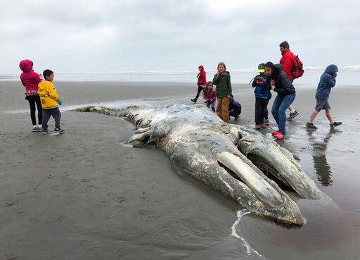 In this May 24, 2019 photo, teachers and students from Northwest Montessori School in Seattle examine the carcass of a gray whale after it washed up on the coast of Washington's Olympic Peninsula, just north of Kalaloch Campground in Olympic National Park. Federal scientists on Friday, May 31 opened an investigation into what is causing a spike in gray whale deaths along the West Coast this year. So far, about 70 whales have stranded on the coasts of Washington, Oregon, Alaska and California, the most since 2000. (AP Photo/Gene Johnson)