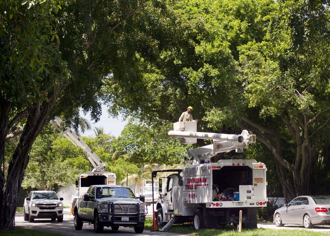 Zimmerman Tree Service employees trim the ficus canopy along North County Road last week. The work caused lane closures on the northbound side of North County Road. [MEGHAN MCCARTHY/PALMBEACHDAILYNEWS.COM]