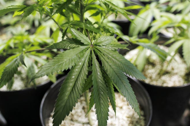 The Florida House is looking to defend its medical marijuana law. [AP/Ricardo Arduengo]