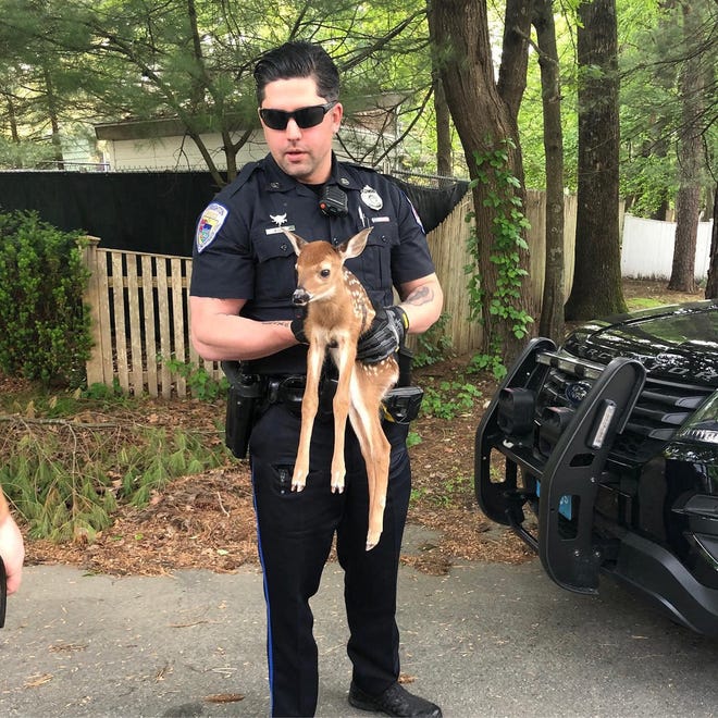 Stoughton Police Officer Jonathn Gagne posing with the fawn he helped rescue on Sunday. (Stoughton Police / Courtesy photo)