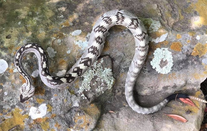 Jonestown police found a rare black-tailed rattlesnake under a planter in The Hollows neighbrohood Monday. Tim Cole, owner of Austin Reptile Service said the snake had not been spotted in Travis County since the 1950s. [TIM COLE FOR THE AUSTIN REPTILE SERVICE]