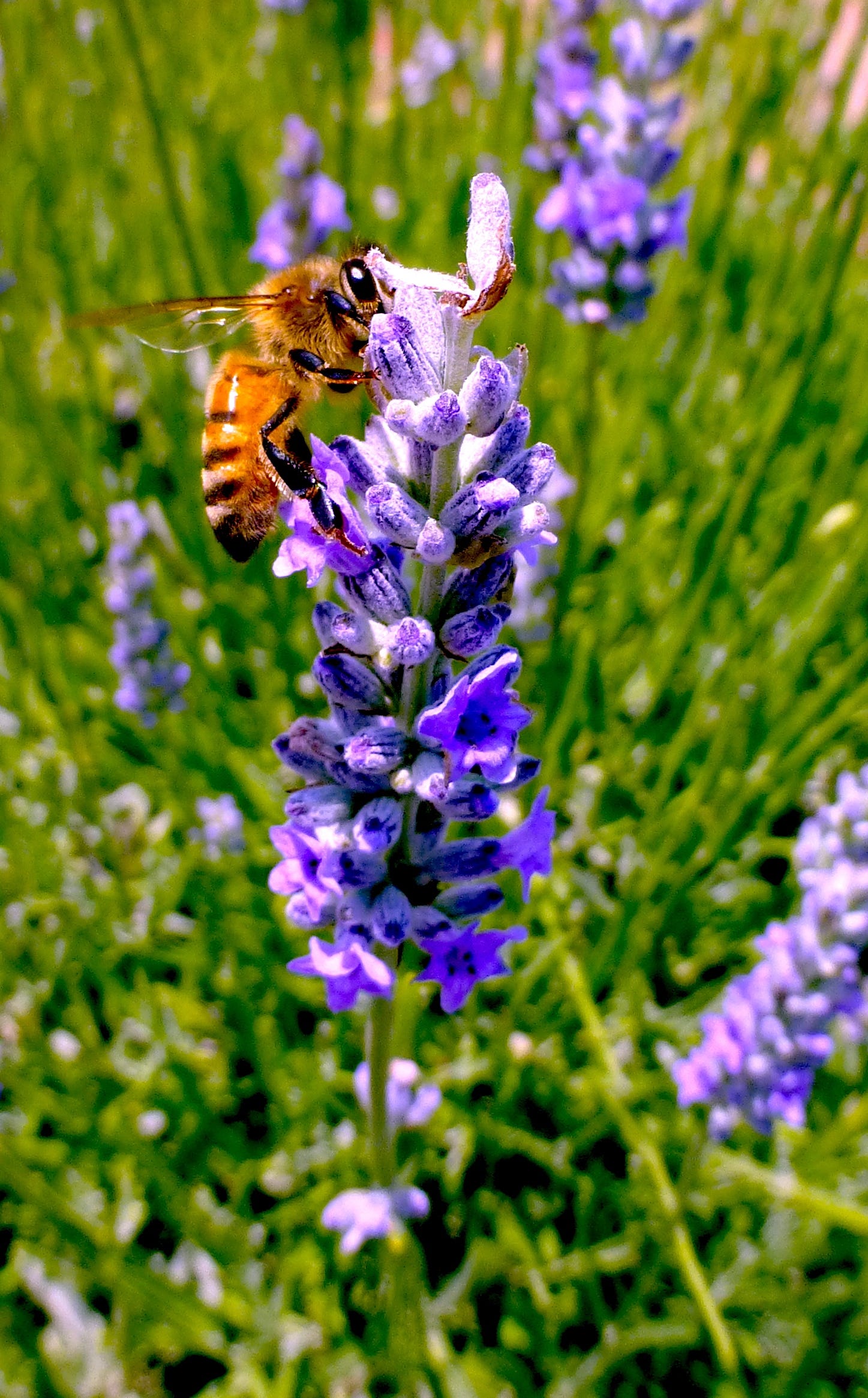 Some species of lavender grow well in Texas