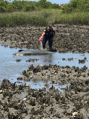 An officer pours water on a stranded manatee in St. Augustine on Wednesday as he waits for backup to arrive. [CONTRIBUTED]