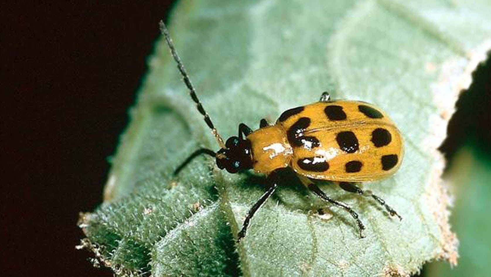 Excel defile møl Squash bugs, cucumber beetles kill plants