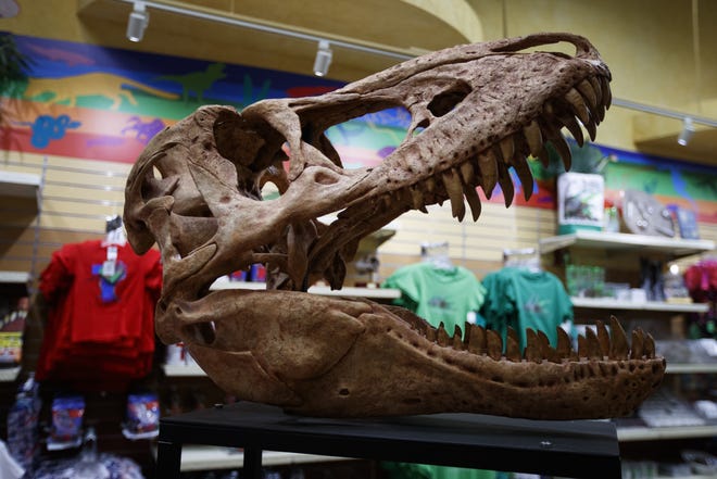 A replica of a Tyrannosaurus rex skeleton head is displayed in the gift shop at the Smithsonian's National Museum of Natural History in Washington, Tuesday, June 4, 2019. The Smithsonian's National Museum of Natural History will reopen its dinosaur and fossil hall to the public Saturday, June 8, 2019. The 31,000-square-foot exhibition hall will feature this authentic Tyrannosaurus rex skeleton. (AP Photo/Carolyn Kaster)