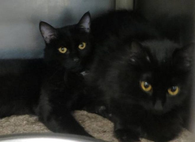 Freddie and Felicia are available at the Taunton Animal Shelter. [Courtesy Photo]