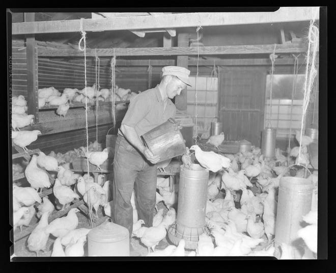 Andy Miller Feeding Eight-Week-Old Chicks, April 20, 1955, photograph by Jack Worthington (1921–2009), gift of The Evening Independent (91.47.6922). Collection of the Massillon Museum. PHOTO PROVIDED