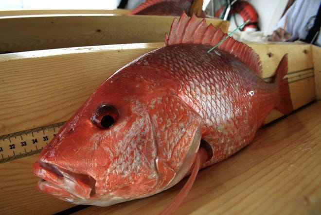 The recreational red snapper season for Florida opens on June 11 and runs until July 12 for a month's worth of fishing. [Gatehouse Florida]