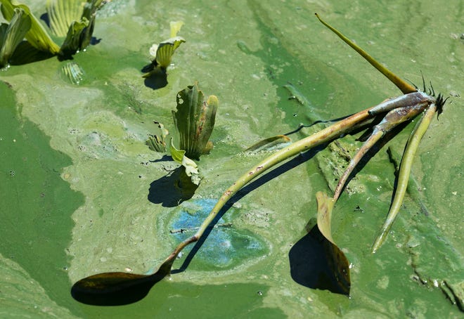 Blue-green algae on Lake Okeechobee in Lake Harbor, Florida, July 10, 2018. (Greg Lovett / The Palm Beach Post)