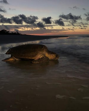 A loggerhead nicknamed Old Faithful returns to the sea on May 11 after nesting on Wassaw. She was first tagged on the island in 1986 and over the years has laid close to 5,000 eggs there. [Photo courtesy Caretta Research Project]