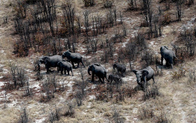 An aerial photograph shows elephants roaming in the plains of the Chobe district in the northern part of Botswana, on Sept. 20, 2018. Ivory poaching is rising in the country. (Monirul Bhuiyan / AFP / Getty Images / TNS)