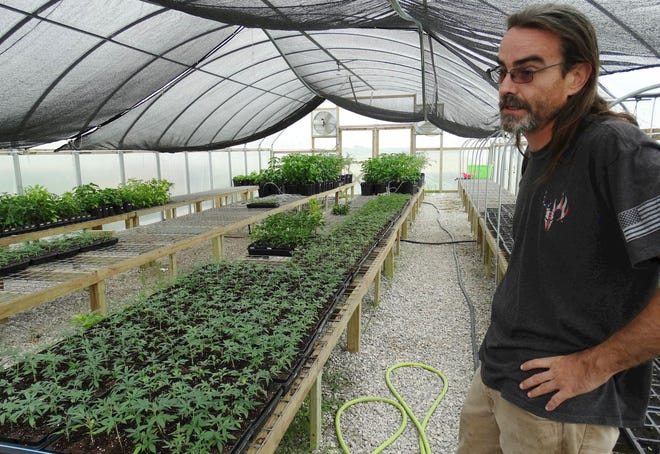 Trent Lawrence, who grows industrial hemp on his 26-acre farm near Delavan, called the venture "very risky." Hemp is a new crop on Lawrence´s farm, just as it is for 473 other growers who have been issued licenses by the state since the application process began April 30. [Peter Hancock/Capitol News Illinois]
