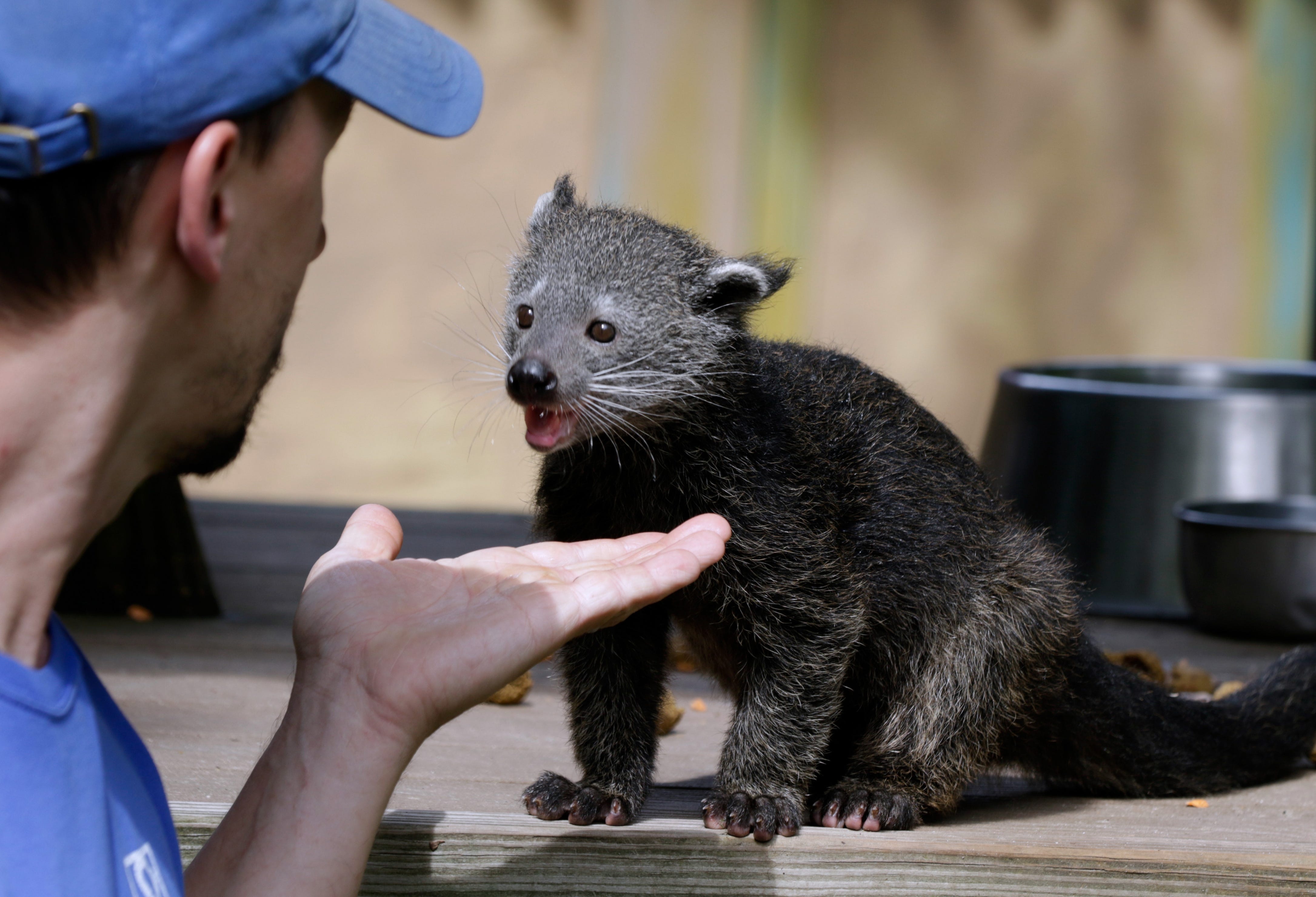 Zoo scores binturong success by saving Thistle from siblings