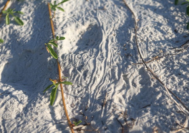 Lines in the sand indicate "tail dragging"marks where baby loggerhead sea turtles hatched and walked to the water on Sept.20 at St.George Island State Park. [PATTI BLAKE/THE NEWS HERALD]