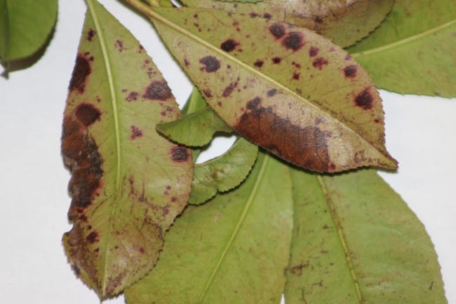 Photinia Leaf Spot is widespread. [PHOTO PROVIDED BY OKLAHOMA STATE COOPERATIVE EXTENSION SERVICE]