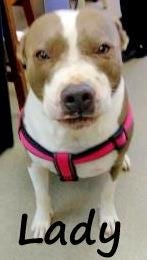 Lady is a 5-year-old female pitbull.