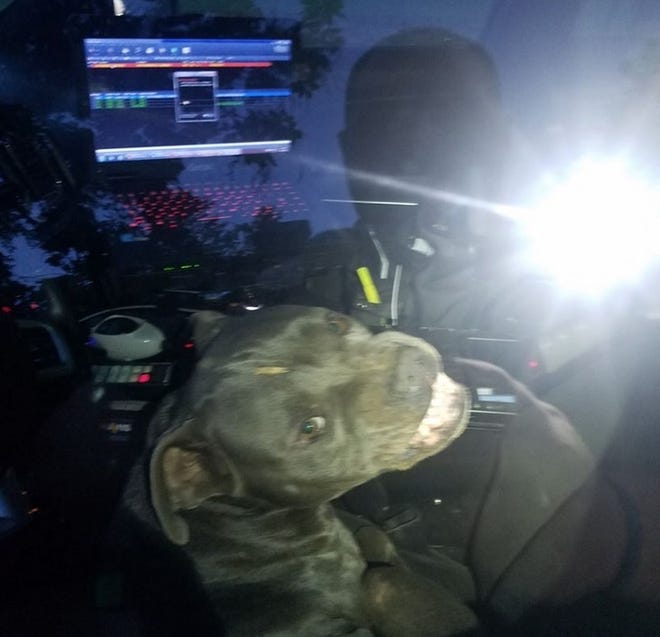 A stray pit bull 'hijacked' a Texas police cruiser. [KILGORE POLICE DEPARTMENT]