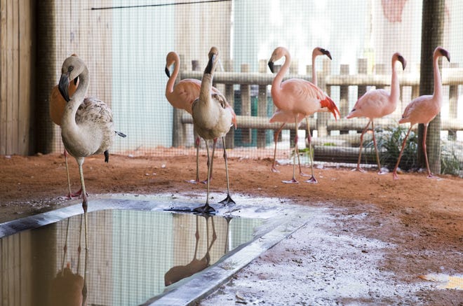 New flamingos at Zoo World in their enclosure on Wednesday, June 12. The white and gray flamingos are 8 months old and will become pink over time. Limited amounts of encounters with the flamingos will be available after they are more acclimated to their new home. [PHOTOS BY JOSHUA BOUCHER/THE NEWS HERALD]
