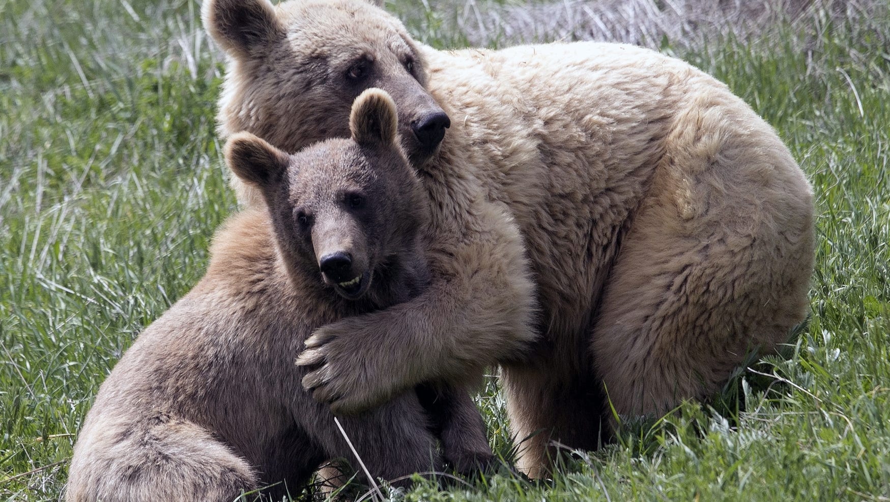 Berlin woman has devoted life to helping captive bears