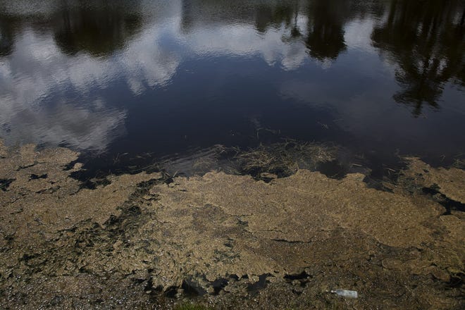 Algae chokes the shoreline of a Royal Palm Beach canal in 2013. The state budget signed Friday by Gov. Ron DeSantis includes $500,000 for canal rehabilitation that could help curb the growth of invasive vegetation in Royal Palm Beach's canal system. [FILE PHOTO/palmbeachpost.com]