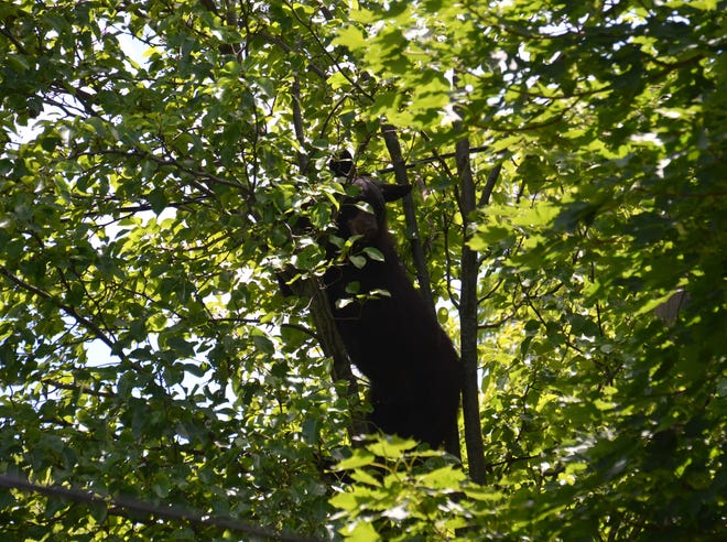 A young black bear climbed into a tree Tuesday on Diatreta Lane in Corning. [STEPHEN BORGNA/THE LEADER]