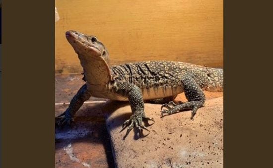 A monitor lizard is on the loose in Wiliamson County, deputies say. [Williamson County sheriff's office]
