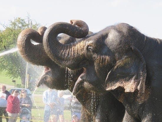 Visitors can join the circus as they bathe the elephants in a shower before the show. [Courtesy]
