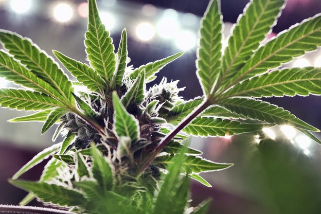 This May 20 photo shows a mature marijuana plant beginning to bloom under artificial lights at Loving Kindness Farms in Gardena, Calif. The first marijuana farmers authorized by Missouri will have to commit a crime to begin growing, and regulators are likely to turn a blind eye. [Richard Vogel/The Associated Press]