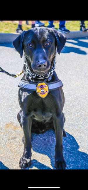 Capone, a 3-year-old black Labrador Retriever, is one of five working dogs on duty with the Fall River Police Department. [Submitted]