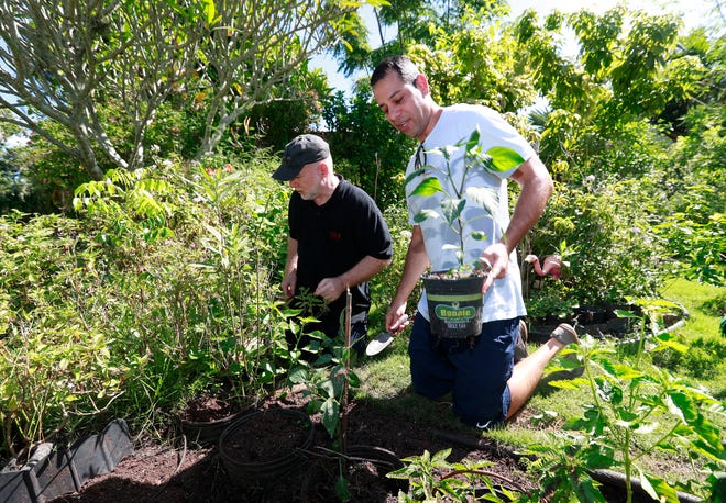 Ari Bargil, right, an attorney with the Institute for Justice, helps homeowner Tom Carroll, left, plant a pepper plant in Carroll's front yard, Monday, July 1, 2019, in Miami Shores, Fla. Homeowners Carroll and Hermine Ricketts held a ceremonial replanting of vegetables in their front yard as legislation to allow such gardens statewide went into effect July 1, following their long court battle to challenge a Village of Miami Shores' prohibition on front yard gardens. (AP Photo/Wilfredo Lee)