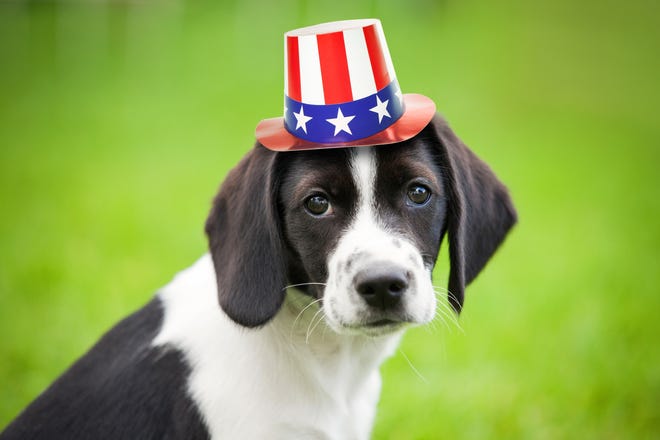 The Fourth of July can mean fun, food, friends and fireworks for people, but for our pets, it can feel more like a scary alien invasion. [Provided photo]