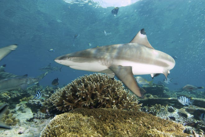 A Blacktip Reef Shark (Carcharhinus melanopterus) swims over a healthy coral reef in Beqa Reef, Fiji; March 2011. The health of the coral reef is often determined by the presence of apex predators such as sharks. (AP Photo/Keith A. Ellenbogen)