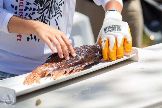 An invasive lionfish is measured for the Sarasota Lionfish Derby at Mote Marine Laboratory on July 9, 2017. The 6th Annual Sarasota Lionfish Derby will be held July 12-14. [Photo courtesy of Mote Marine Laboratory]