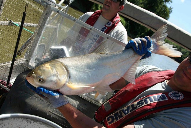 This 2012 photo shows Travis Schepker, a biology intern, holding an Asian carp pulled from the Illinois River near Havana, Ill. (AP Photo/Robert Ray)