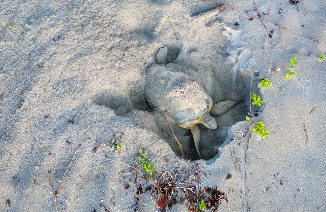 A green sea turtle covers her nest before returning to the ocean just after sunrise at Coral Cove Park on June 13, 2019, in Tequesta. [GREG LOVETT/palmbeachpost.com]