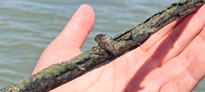 Invasive zebra mussels have been confirmed by the Kansas Department of Wildlife, Parks and Tourism to be found in Lyon State Fishing Lake. [KDWPT]
