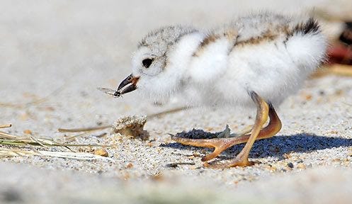 Piping plover chicks have been spotted at Hampton and Seabrook beaches. The babies are not much bigger than cotton balls and can be hard to see. [Courtesy photo/N.H. Fish and Game]