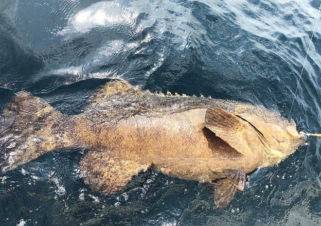 Capt. Alex Hare and his group from Louisiana hooked into a 350-plus pound goliath grouper on a recent trip aboard the Silver King. [CONTRIBUTED PHOTO]