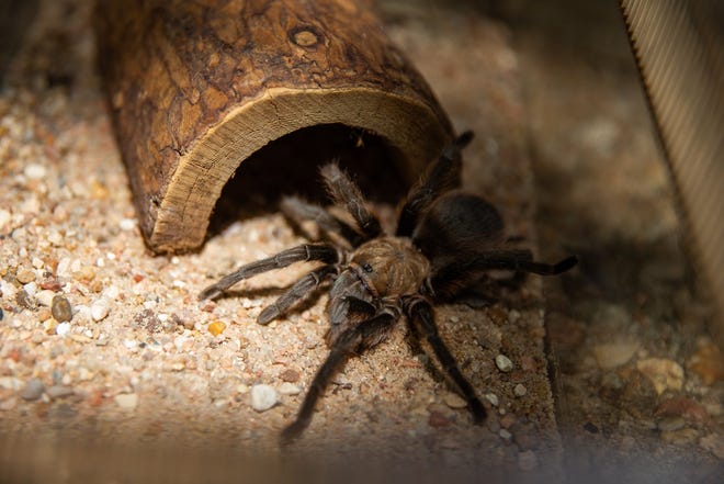 A female tarantula, about the size of a fist, crawls around in her enclosure at the Austin Nature and Science Center. [ELI IMADALI/AMERICAN-STATESMAN]